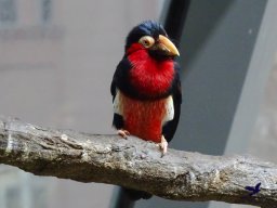 Haus des Meeres 4.02.2026